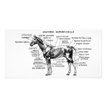 Horse Photo Card Template