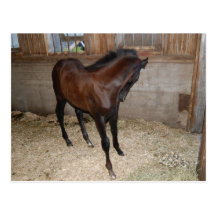 Horse/Pony Postcards
