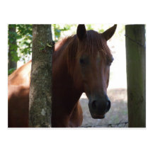 Horse Post Card