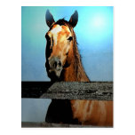 Horse Post Cards