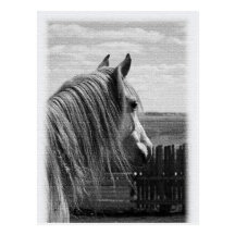 horse post cards