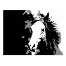 Horse Postcard