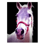Horse Postcard