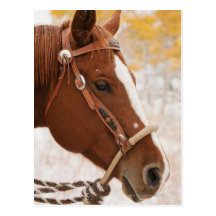 Horse Postcard