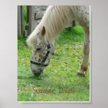 Horse Poster
