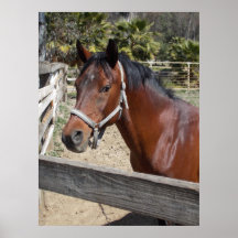 Horse Print