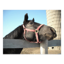 Horse/Ranch/Barn Custom Announcements