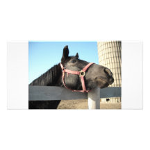 Horse/Ranch/Barn Photo Card Template