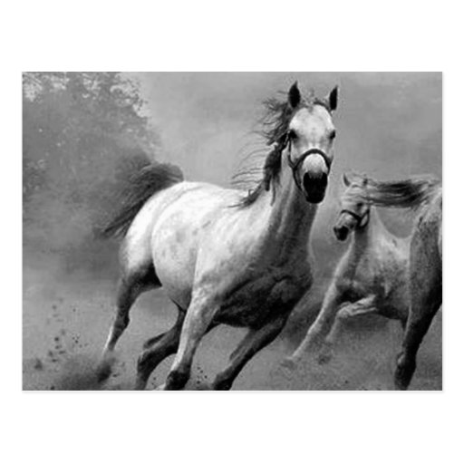 Horse Running Post Card