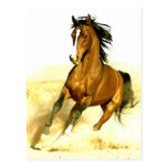 Horse Running Post Cards