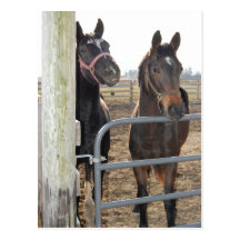 Horse Sense Horses Postcard