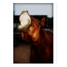Horse Smile Postcards
