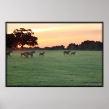 Horse Sunset Art Poster