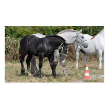 Horse trainer business card