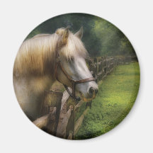 Horse - White Stallion Fridge Magnet