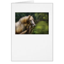 Horse - White Stallion Greeting Cards