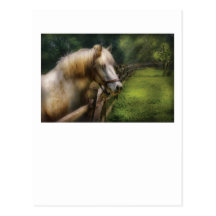 Horse - White Stallion Post Card