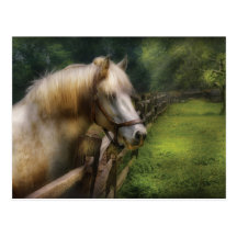 Horse - White Stallion Post Cards