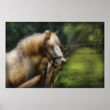 Horse - White Stallion Print