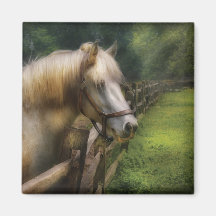 Horse - White Stallion Refrigerator Magnet