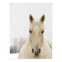 Horse with snow on head post cards