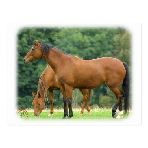 Horses 9A81D-10 Post Cards