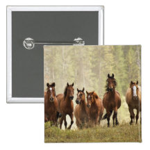 Horses cresting small hill during roundup, 2 button