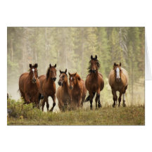 Horses cresting small hill during roundup, 2 greeting cards