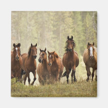 Horses cresting small hill during roundup, 2 refrigerator magnets