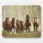 Horses cresting small hill during roundup, 2 mouse pads