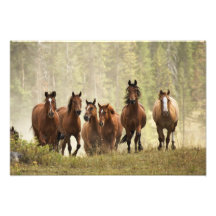 Horses cresting small hill during roundup, 2 photo