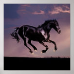 Horses Dance silhouette at sunset Poster