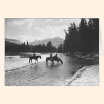 Horses drinking from and crossing a river cards