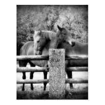 Horses Hugging - Horse Love Photograph Post Card