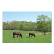 Horses in field with trees and pond photo print