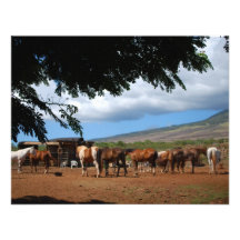 Horses In Paradise Announcements