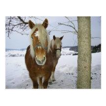 Horses in the snow post card
