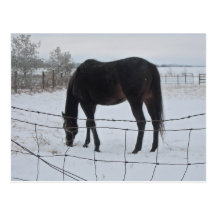 Horses in Winter Post Card