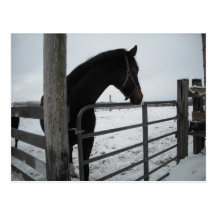 Horses in Winter Postcard