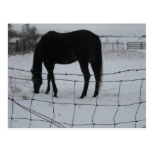 Horses in Winter Postcards