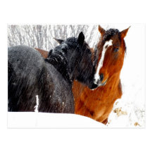 Horses Kissing in Snow Post Card