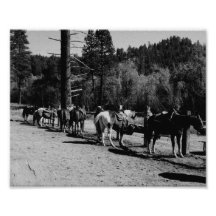 Horses Photo Art