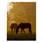 Horses Pop Art Post Card