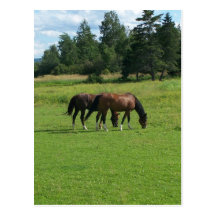 Horses Post Card