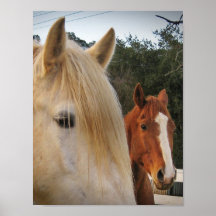 Horses Posters