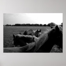 Horses Posters