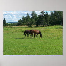 Horses Print