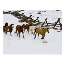 Horses Running in Snow Postcards