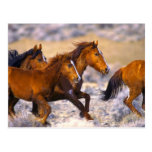 Horses running postcards