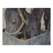 Horses sharing invitation
